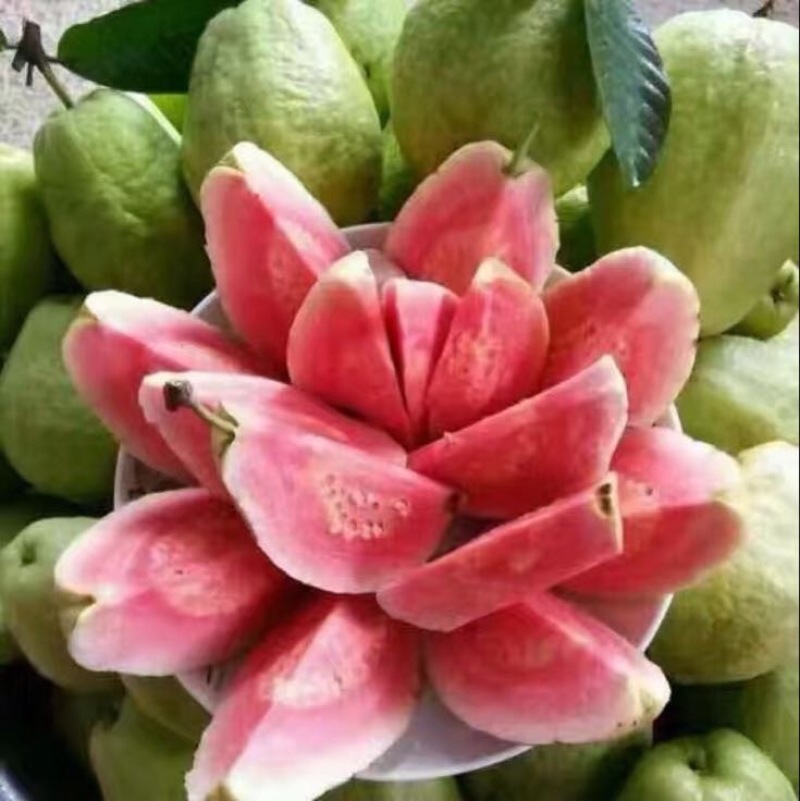 西瓜番石榴苗