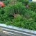 蜀桧10cm以下