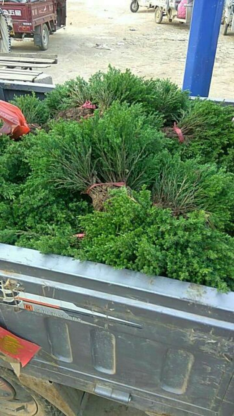 蜀桧10cm以下