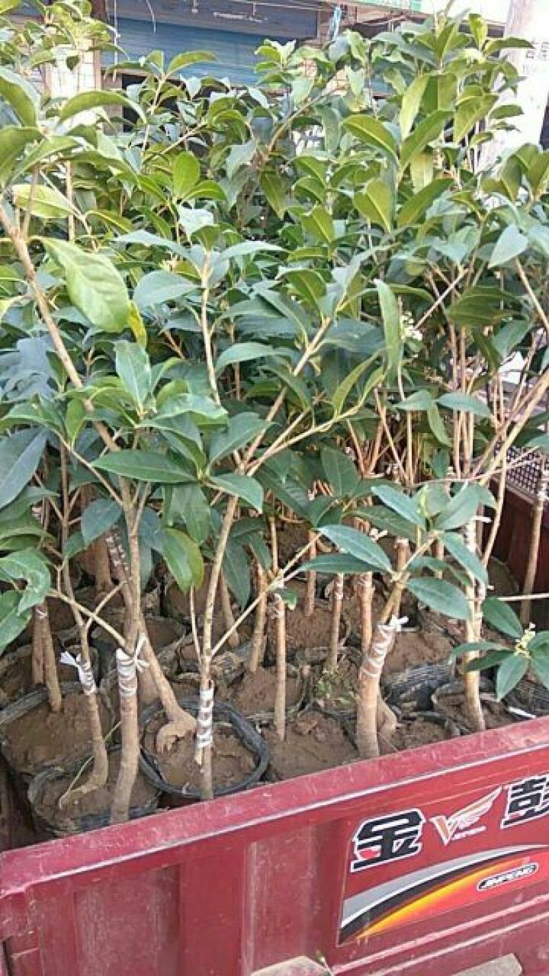 茶花30~50cm
