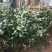 茶花30~50cm
