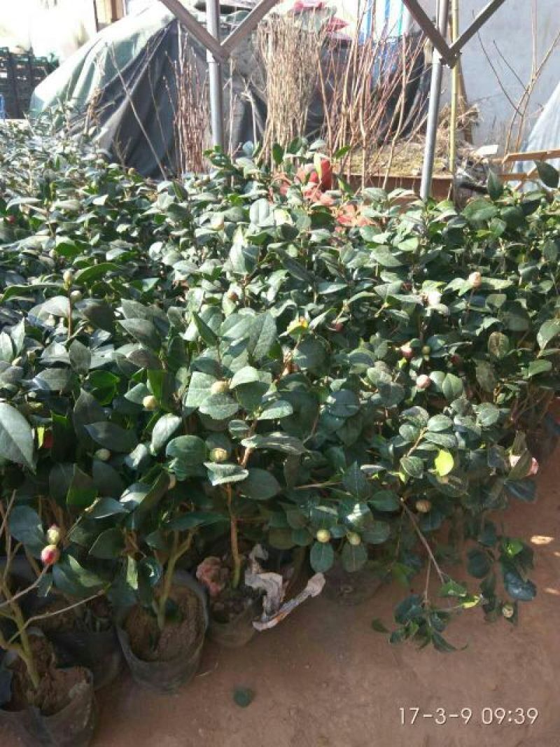 茶花30~50cm