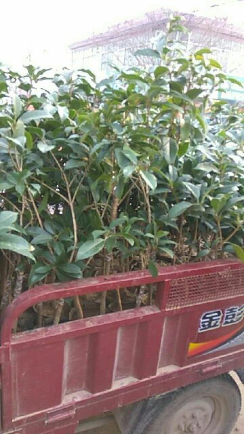 茶花30~50cm