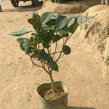 茶花30~50cm