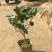 茶花30~50cm