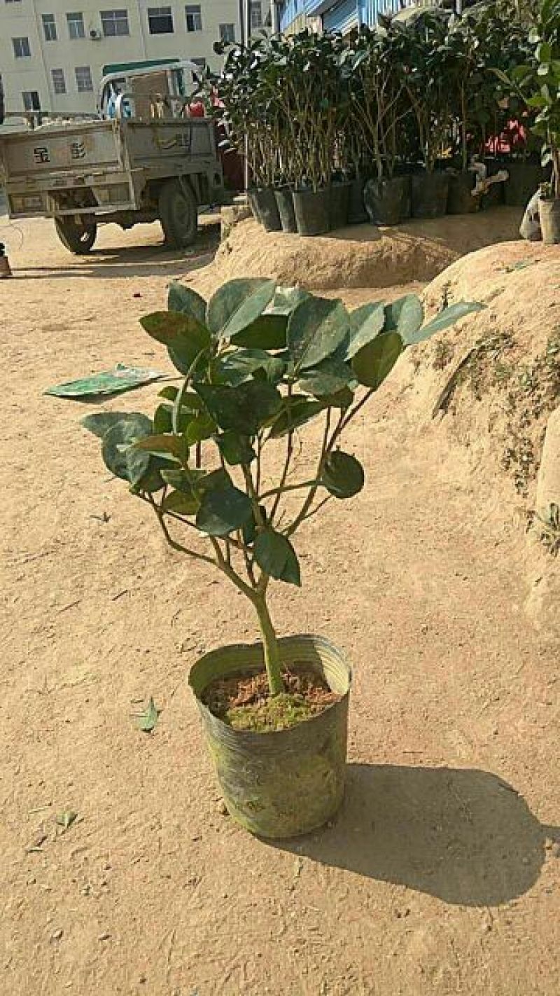 茶花30~50cm