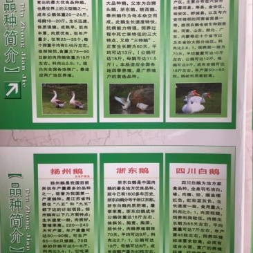 鹅苗