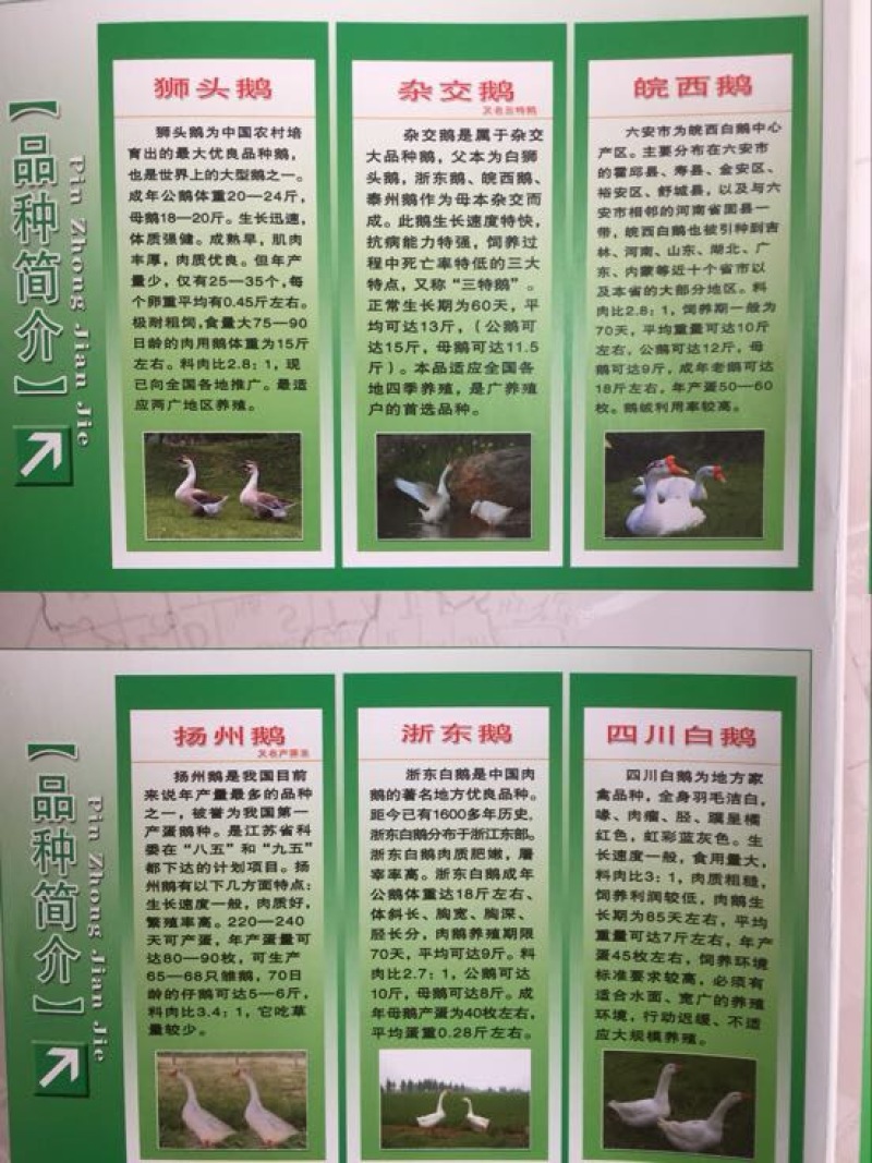 鹅苗