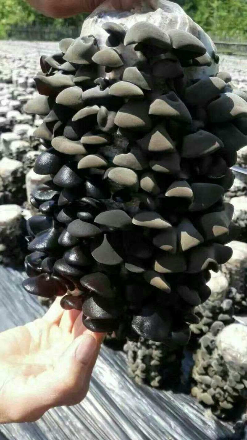 干黄花菜袋装二级