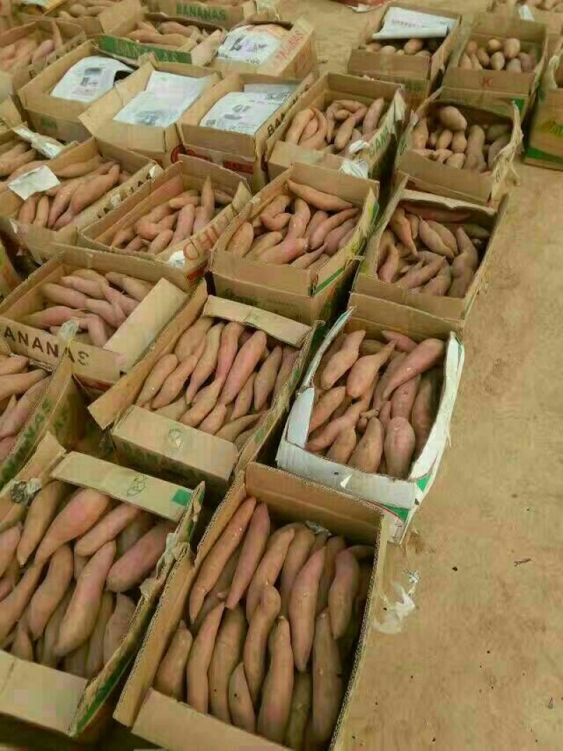 【精品推荐】烟薯252两以上商品薯红心
