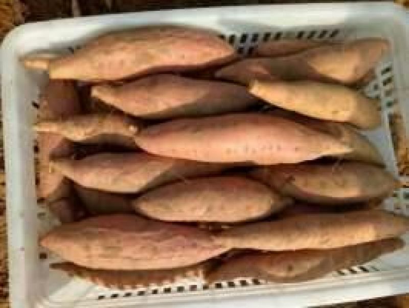 【精品推荐】烟薯252两以上商品薯红心