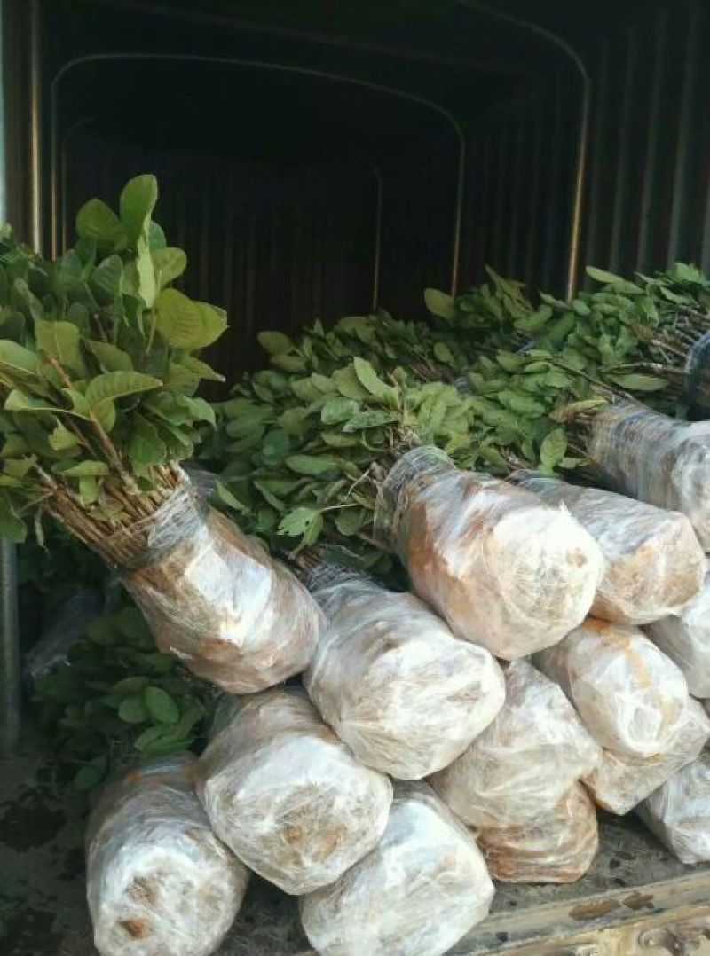 番石榴苗四季番石榴嫁接苗品质保证保湿发货基地直发
