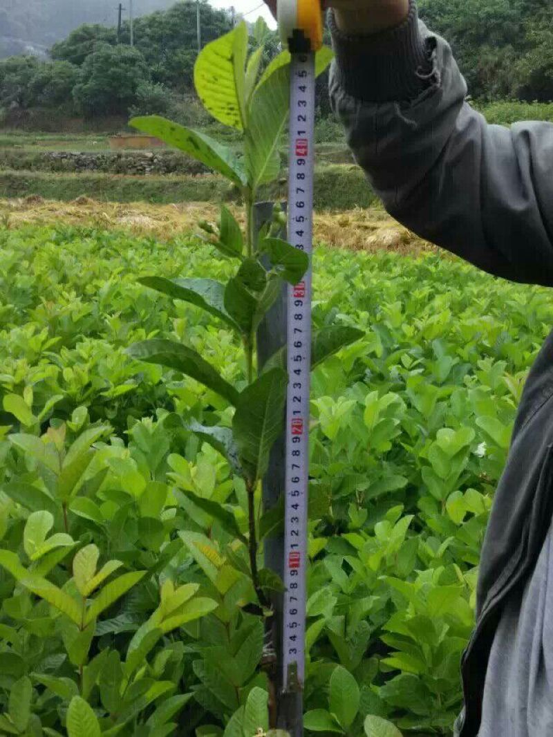 番石榴苗四季番石榴嫁接苗品质保证保湿发货基地直发