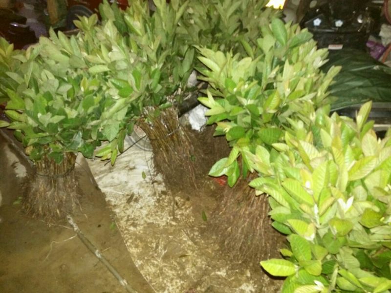 番石榴苗四季番石榴嫁接苗品质保证保湿发货基地直发