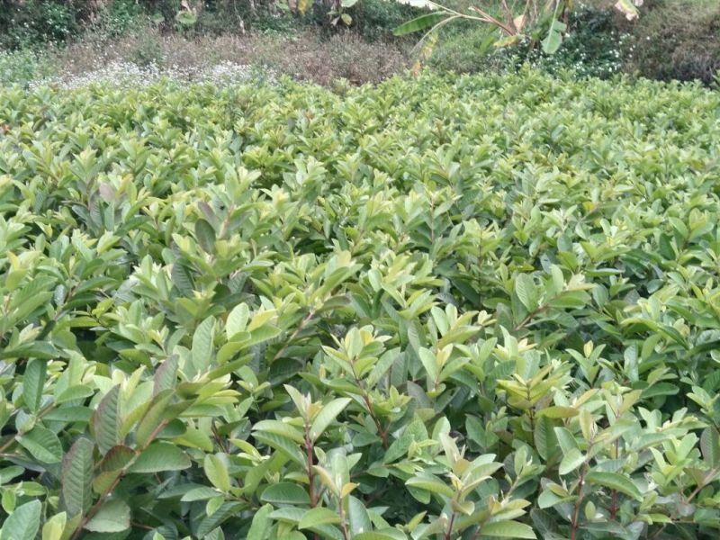 番石榴苗四季番石榴嫁接苗品质保证保湿发货基地直发