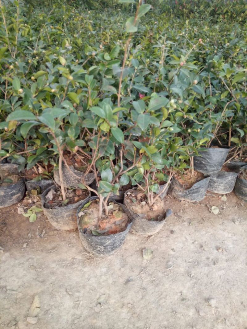 茶花30~50cmandtheOtis量大优惠