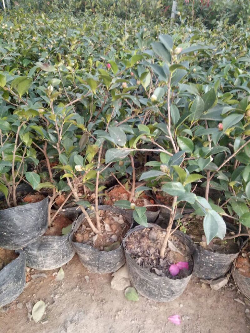 茶花30~50cmandtheOtis量大优惠