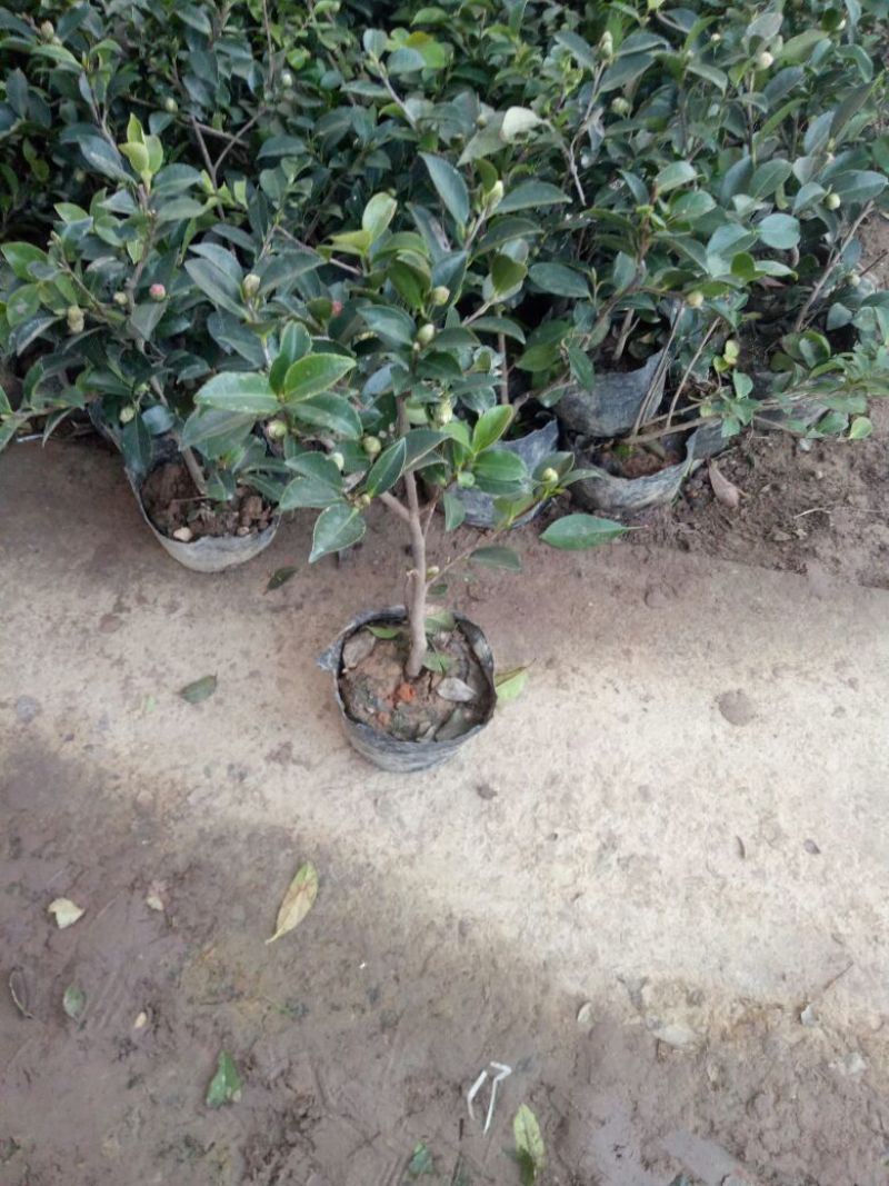 茶花30~50cmandtheOtis量大优惠