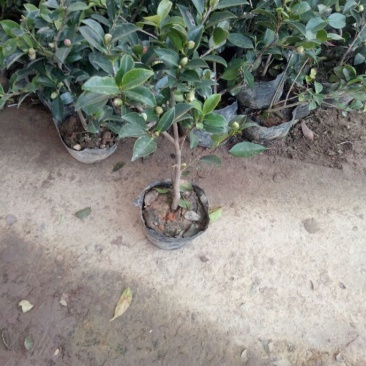 茶花30~50cmandtheOtis量大优惠