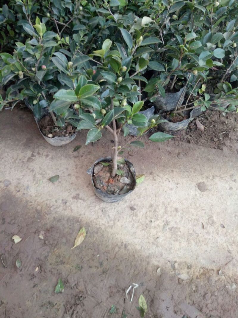 茶花30~50cmandtheOtis量大优惠