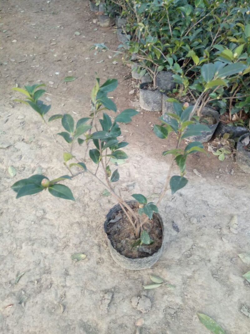 茶花30~50cmandtheOtis量大优惠