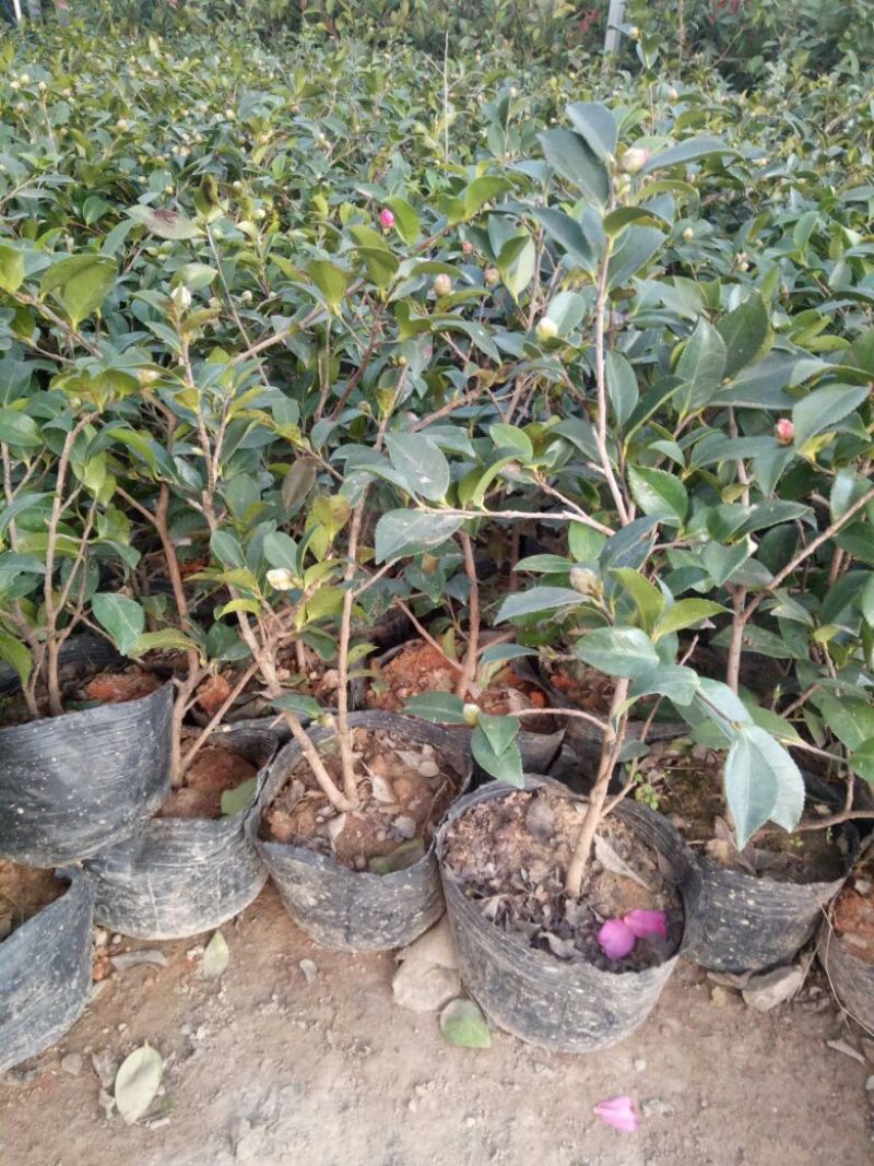 茶花30~50cmandtheOtis量大优惠