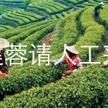 山茶特级