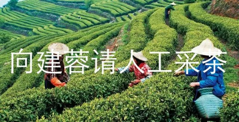 山茶特级