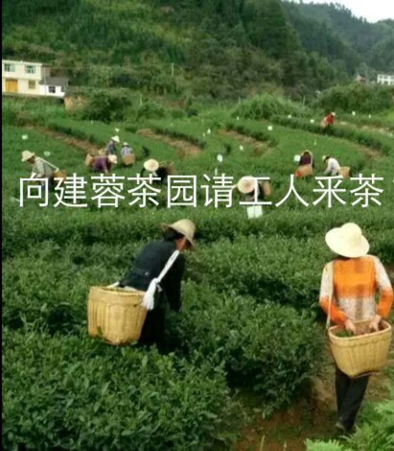 山茶特级