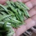 山茶特级