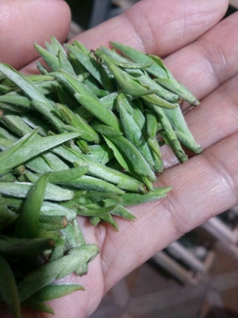 山茶特级