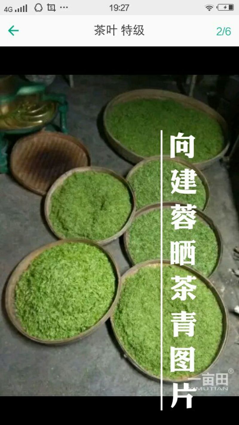 山茶特级