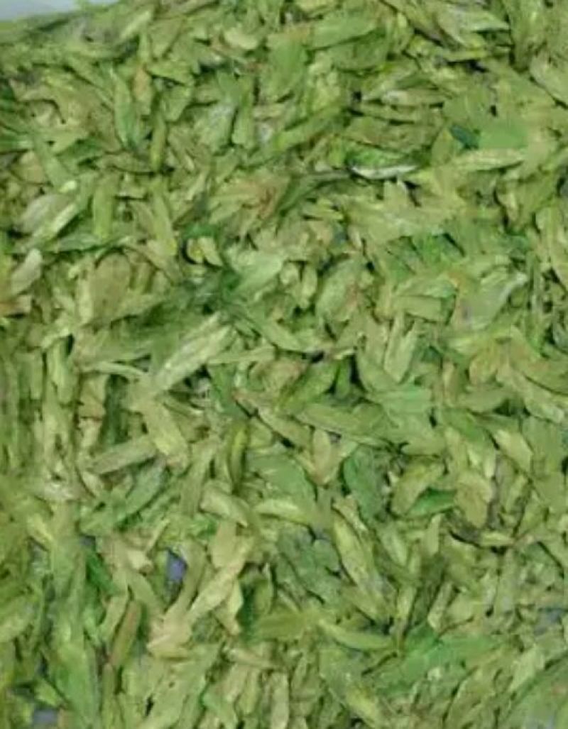 山茶特级