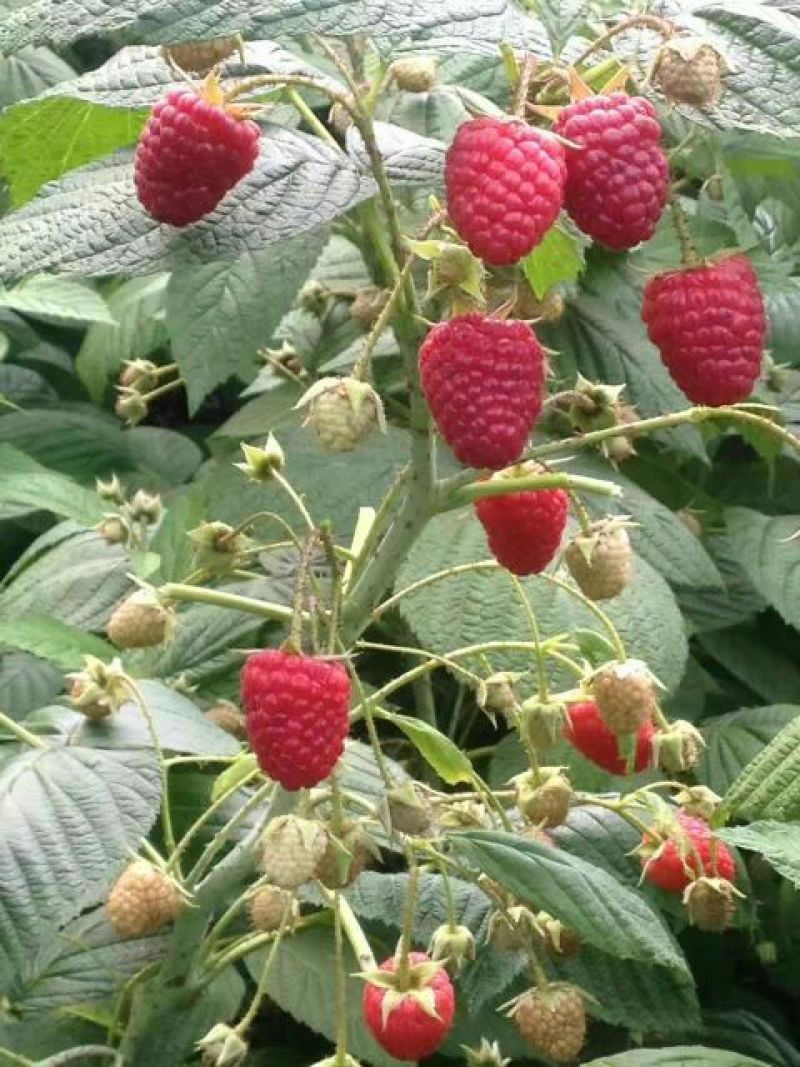 树莓果冻果，速冻红树莓果，红树莓果，速冻红树莓碎粒果