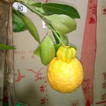 不知火柑橘苗30~50cm