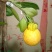 不知火柑橘苗30~50cm