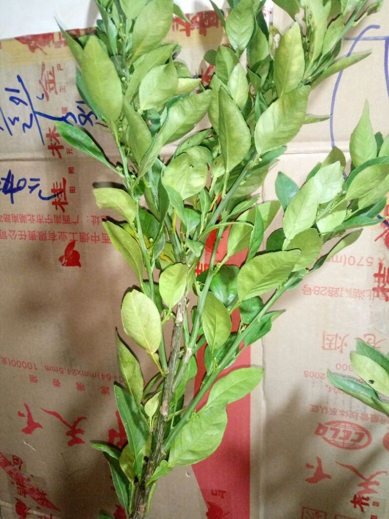 不知火柑橘苗30~50cm