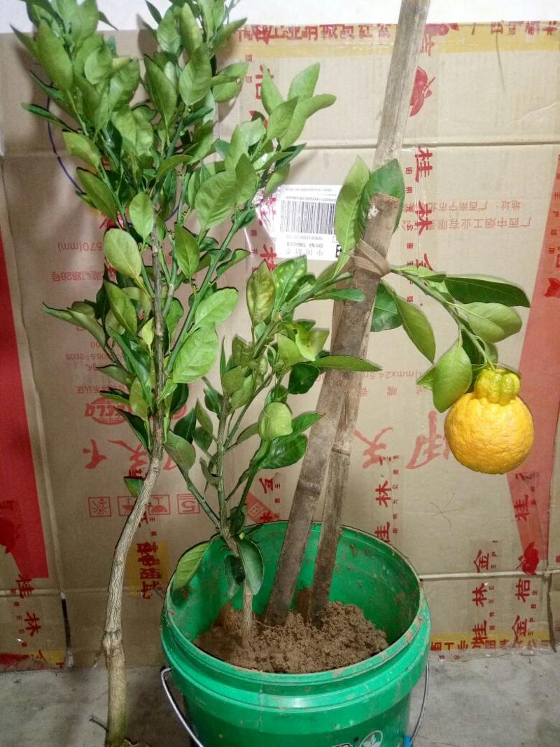 不知火柑橘苗30~50cm