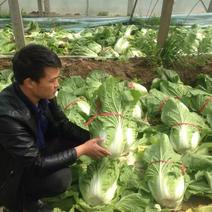 2024青州菊锦春白菜大量上市4~6斤净菜代收