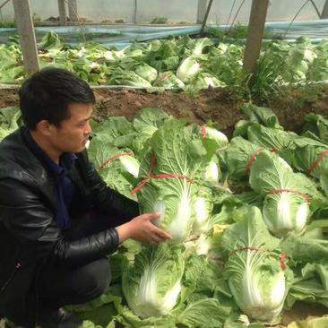 2024青州菊锦春白菜大量上市4~6斤净菜代收代发