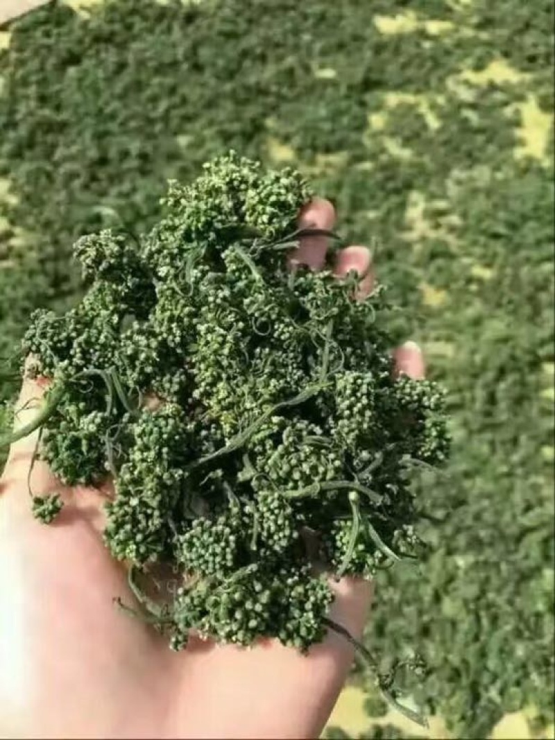 长白山优质人参花（6年大人参花）现货包邮