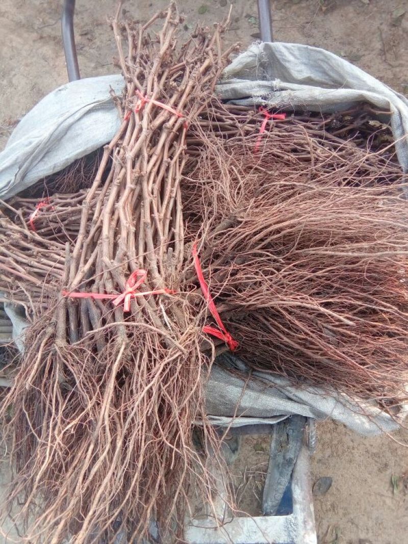 春雪桃树苗50~60cm包品种包成活死苗补发包邮发货