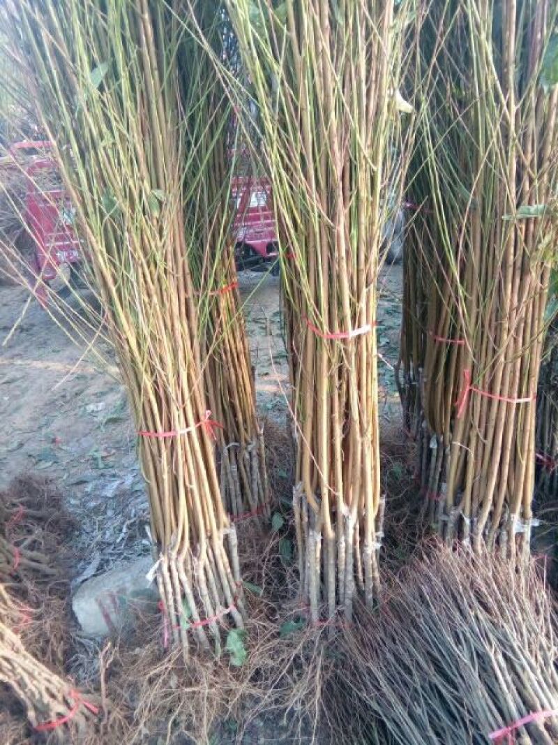 春雪桃树苗50~60cm包品种包成活死苗补发包邮发货