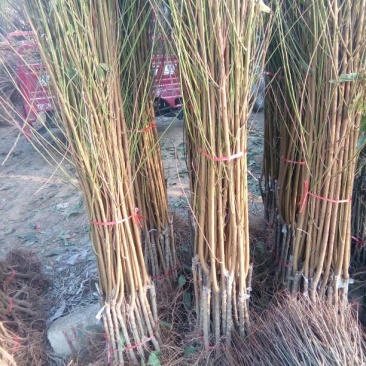 春雪桃树苗50~60cm包品种包成活死苗补发包邮发货