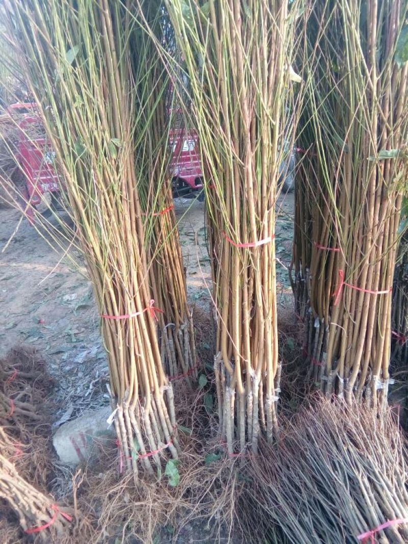 春雪桃树苗50~60cm包品种包成活死苗补发包邮发货
