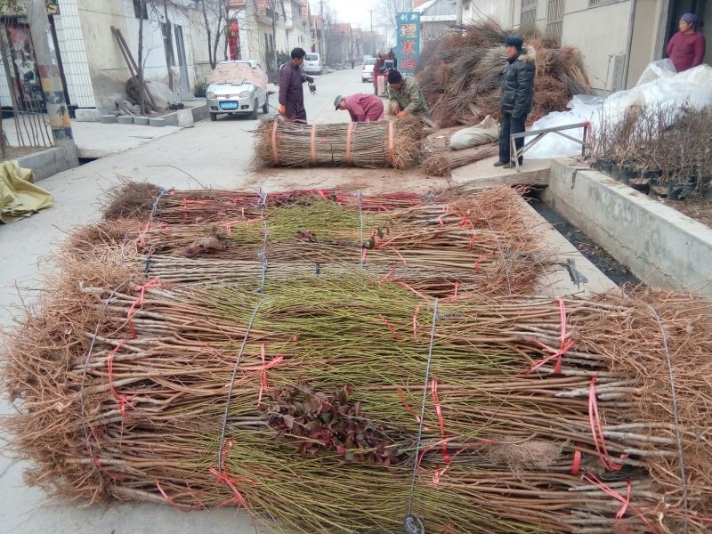 春雪桃树苗50~60cm包品种包成活死苗补发包邮发货