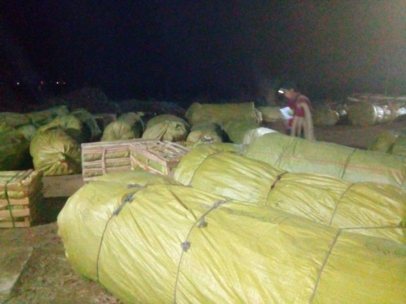 春雪桃树苗50~60cm包品种包成活死苗补发包邮发货