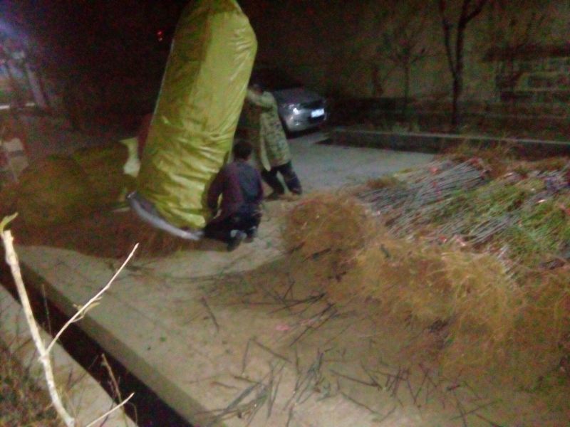 春雪桃树苗50~60cm包品种包成活死苗补发包邮发货