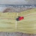 春雪桃树苗50~60cm包品种包成活死苗补发包邮发货