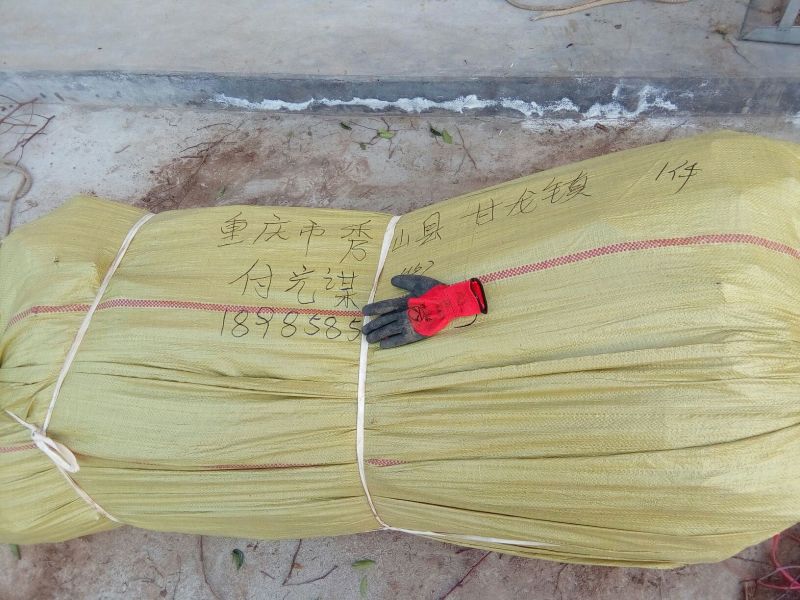 春雪桃树苗50~60cm包品种包成活死苗补发包邮发货